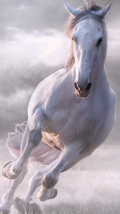 a white horse is galloping through the grass with its front legs in the air