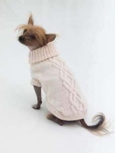 a small dog wearing a white sweater with a long tail sitting in front of a white background