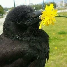 a black bird with a yellow flower in its beak