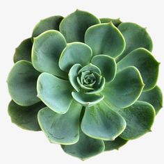 a large green plant sitting on top of a white surface