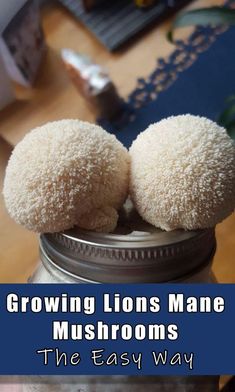 two small white balls sitting on top of a mason jar with text reading growing lions mane mushrooms the easy way