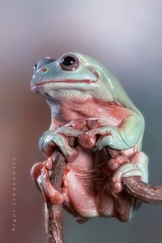 a frog sitting on top of a tree branch