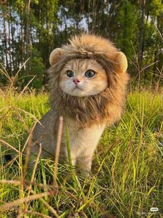 a cat with a lion mane on it's head walking through the tall grass