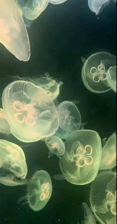 many jellyfish are swimming in the water