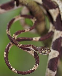 a close up of a snake on a branch