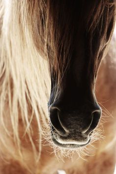 a close up of a horse's face with long hair