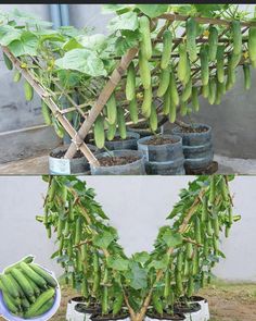 there are many green plants in the potted planters and one is growing beans