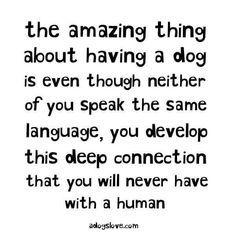 a quote that says, the amazing thing about having a dog is even though nether of