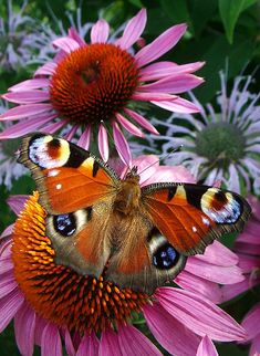 two butterflies sitting on top of purple flowers