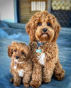 two brown dogs sitting on top of a bed next to each other and looking at the camera