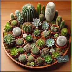 there are many different kinds of cactus in the pot