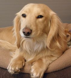 a golden retriever laying on top of a dog bed