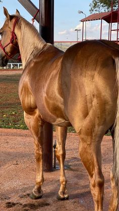 a brown horse standing next to a metal pole