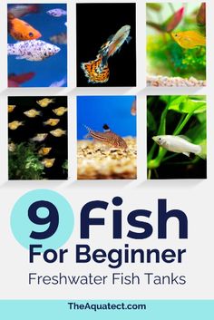 the 9 best fish for beginner fresh water tanks is featured in this postcard