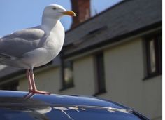 a seagull standing on the hood of a car in front of a house