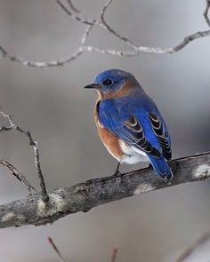 a blue bird sitting on top of a tree branch