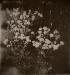 a black and white photo of flowers in a vase