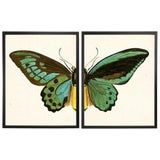 two green and black butterfly paintings hanging on a white wall in front of each other