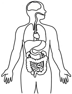 the human body is shown in black and white, with an outline of the stomach