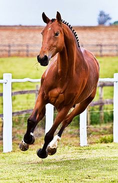 a brown horse is galloping in the grass