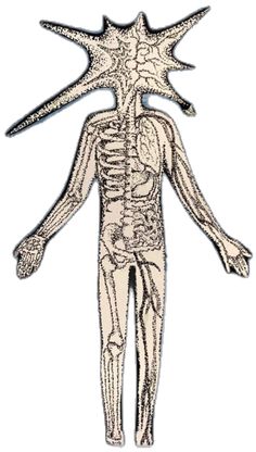 the human body is shown in this drawing