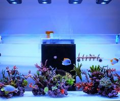 an aquarium filled with lots of different types of plants and fish in it's tank