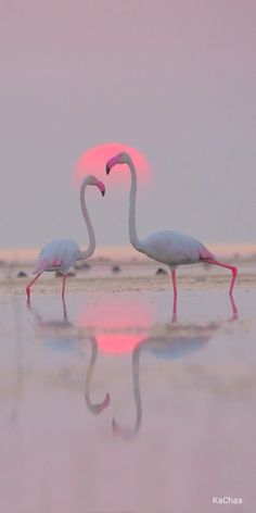 two flamingos standing in the water at sunset