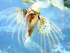 an image of a fish that is swimming in the water with it's wings open