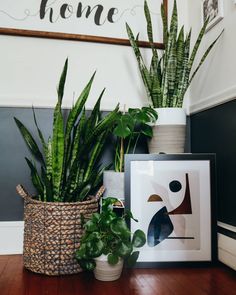 two potted plants sitting on top of a wooden floor next to a framed photo