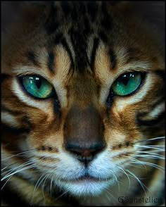 a cat's face with green eyes and brown fur is seen in this image