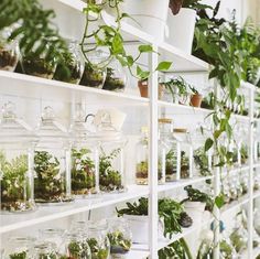 the shelves are filled with plants and glass jars