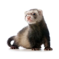 a small ferret sitting on top of a white floor