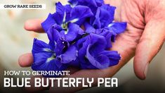 a person holding blue flowers in their hands with the words how to germinate blue butterfly pea