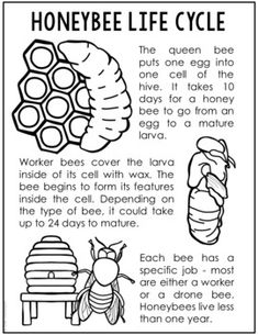 the honeybee life cycle worksheet for kids to learn how to use it