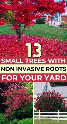 small trees with non - invasive roots for your yard