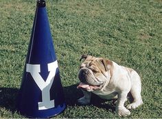 a small dog sitting next to a blue cone on top of a grass covered field