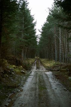 a dirt road in the middle of a forest