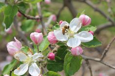 a bee is sitting on top of some pink and white flowers