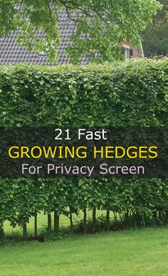 the words growing hedges for privacy screen are in front of a green lawn and trees