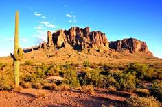 a cactus in the desert with mountains in the background