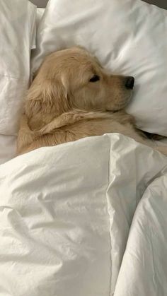 a golden retriever sleeping in a bed with white sheets