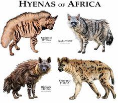 the hyenas of africa are shown in three different colors and sizes, each with an individual's name