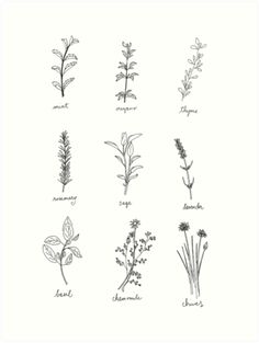 various herbs drawn in black ink on white paper