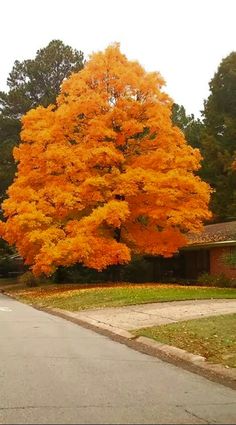 an orange tree in the middle of a residential street with houses and trees behind it