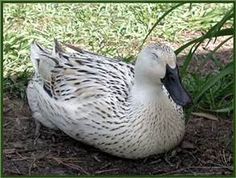 a duck laying on the ground next to some grass and plants in front of it