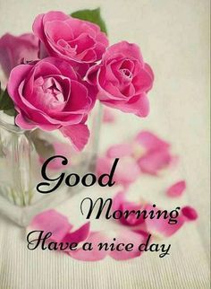 pink roses in a vase with the words good morning have a nice day