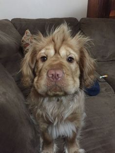 a brown dog sitting on top of a couch