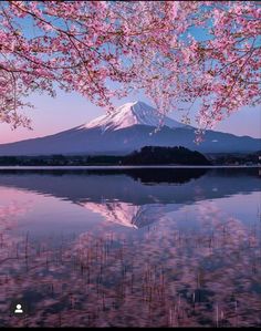 the mountain is covered in pink flowers and reflected in the still water at sunset or dawn