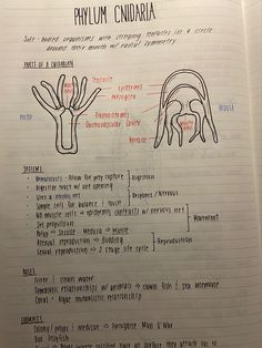 an open book with diagrams on the human body in english and spanish, including handwritten text