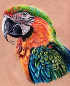 a drawing of a colorful parrot on brown paper